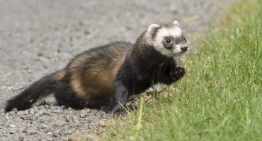 Jaké jsou druhy a barvy fretek?